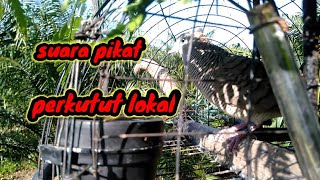 suara pikat perkutut lokal #pemikat desa