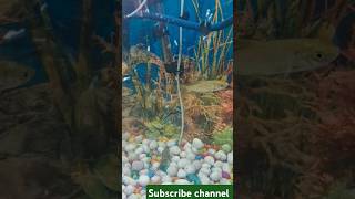 MONSTER Fish Aquarium #fishing #fishtank #aquarium #shots #pets #ytshorts #facts