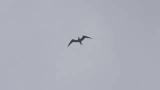 Lesser Frigatebird. Colaba, India. July 2024