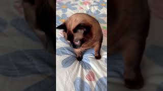 Baby, you look like a piece of burnt bread🤣🤣 #cute #cutecat #Siamesecat