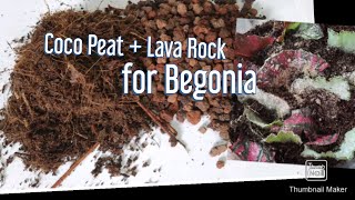 Propagating Begonias in Lava Rock #gardening #begonia #HNTVBAGUIO