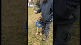 so cold,my dog just wants play #funny #gsd #dogs