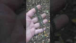 Прикольная находка #shorts #metaldetecting #поисксметаллоискателем #прикольнаянаходка #коп