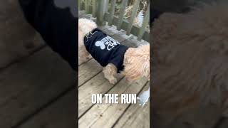 Small Dogs Thug Life & Bad Bone - Shih Tzu Toy Poodle