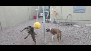 dogs playing tetherball [2160p (4K HDR) 60FPS] Xperia 1 II footage