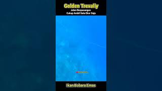 Spearfishing Golden Trevally In The Clear Water