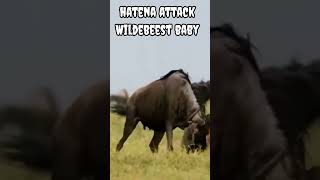 Hayena vs Wildebeest #shorts #viral #trending #animals