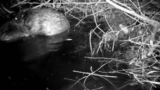 Beavers groom each other