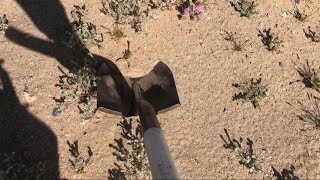 Scorpion Rescue Operation Under Tarp W Shovel Keeping Low To Ground For Transport To Creosote Shade