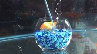 Goldfish in a bowl