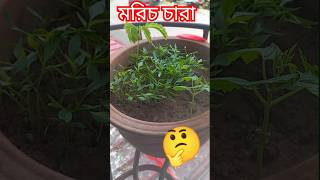 টবে মরিচ চারা তৈরি || মরিচ চারা রোপণ || #viralvideo #shorts #shortsfeed @MaserKhamar