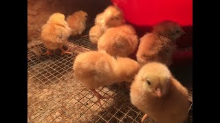 Raising meat chicks with less mess