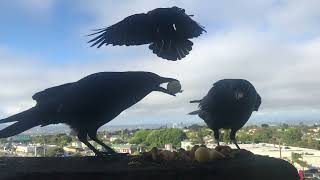 DOPE ASS CROWS FIND DOPEST EGG YOLKS KNOWN TO MAN