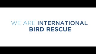 International Bird Rescue The Every Bird Matters Mission