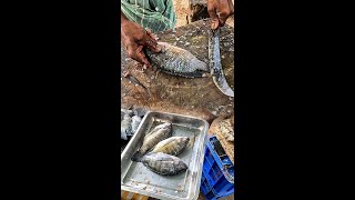 Best Tilapia Fish Cutting Skills In The Market!