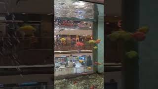 Z Square's Aquarium #shorts #viral Longest Aquarium of ZSQUARE #ytshorts