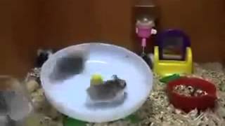 JAJAJA Esos Hamsters son unoss loquillos xDxDxDxDxDxDxD