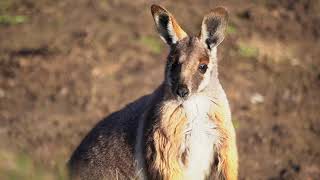 Yellow Footed Rock Wallabies