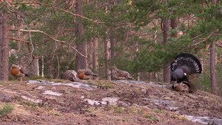 Capercaillie display april 2019, Mykland, Norway