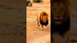 Lion King in the Wild #animals #wildlife #lions #farjanabintefarhad #shorts