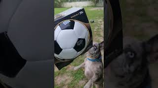 I ran over Smokey's ball. I felt so bad I went out and got him another.  He plays with it every day.