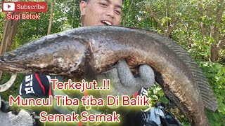 Terkejut..‼️Keluar Dari Bawah Semak Semak Ternyata Ini Penghuninya||Slingshot Fishing ||Ketapel Ikan