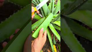 Aloe vera has very good and very useful uses  #shorts #aloevera