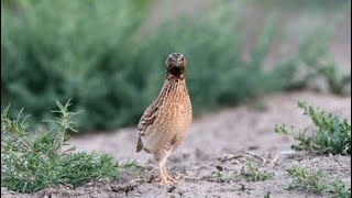 صوت السمان#بٹیر کی خوبصورت بولی| بٹیر کی خوبصورت آواز #quailvoice #quail #common #commonquailsounds