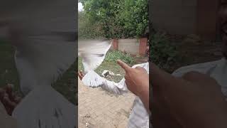 trending #kabootar  #kabootarlover #foryourpage #vireal_video_#trending #pigeonlover #foyou #pigeon