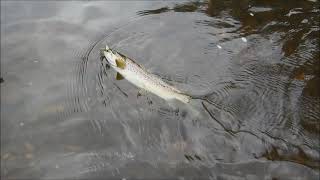 Mersey River wild brown trout