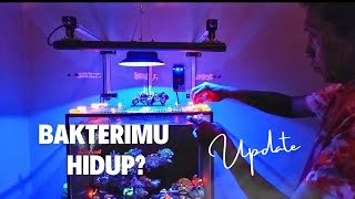 Sering dianggap REMEH⁉️Penggunaan Rumah Bakteri Untuk Aquarium Laut❗ Perhatikan ini‼️