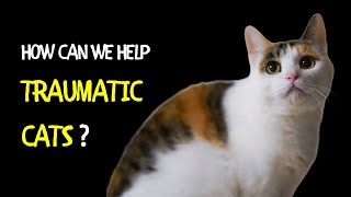 How Can We Help Traumatic Cats? | How to Understand Cat Trauma