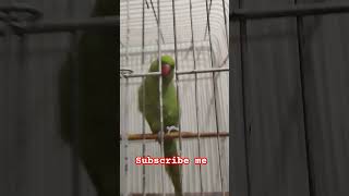 #youtubeshorts #viralvideo #viralshort #foryou #foryoushorts #foryourpage #babyparrot#cutebird #💗