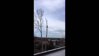 Seattle Cottonwood Tree Removal Timelapse