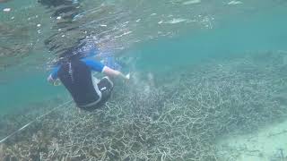 Blue Lagoon and Coral Reef Monitoring Programme, Mauritius