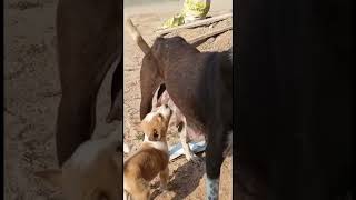 Chote buggu ko kitna pyar #shorts #cutpuppy #trending