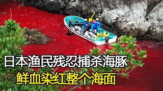 日本漁民殘忍捕殺海豚，鮮血染紅整個海面，記者冒死拍下全程！