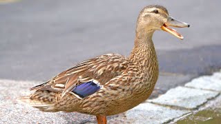 Miss Quacks-A-Lot on Solid Ground [4K] Mallard Duck Hen