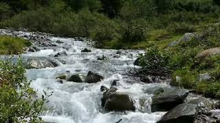 Menikmati Kedamaian Hati dengan Suara Air dan Burung Liar di Alam II Relaxing Water and Bird Sounds