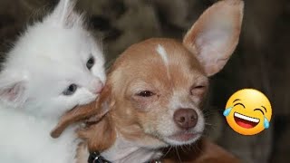 Funniest😂 Dogs and Cats Compilation video