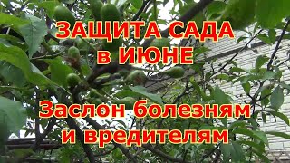 Защита сада в июне  Заслон вредителям и болезням