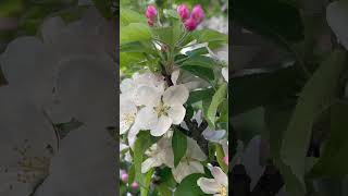 Apple Tree Flowers 🥰 shorts