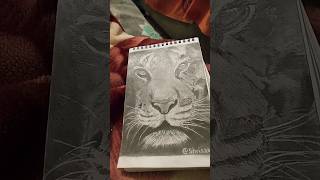 realistic tiger sketch💫💫 charcoal and electric eraser #sketch  #tiger@itz.abhishek_art_