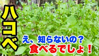 【ハコベは食べる】知らないと損！０円なのに簡単！おいしい！ハコベの食べ方