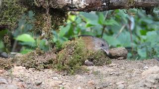 Streaked laughingthrush