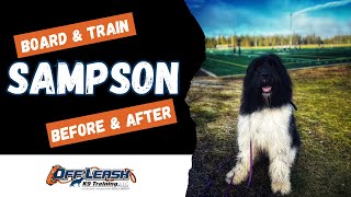 Newfypoo, 1 y/o, “Sampson” | Amazing Newfypoo Training