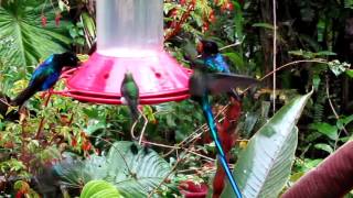 Mindo Hummingbirds