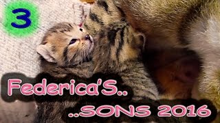 😍😘🐱FEDERICA'S .. SONS 2016 3 :-))  Pet Therapy Cats Cute Sweet Relax Kittens Breastfeed  😍😘🐱