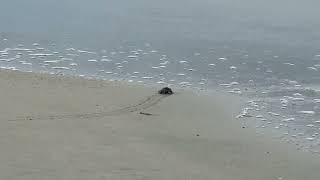 Turtle Hatchling on the Beach of Cabo Verde