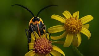 2024 EIC Pollinator Photo Contest at UM-Dearborn's Environmental Interpretive Center